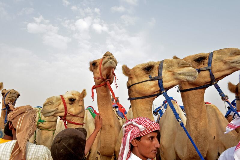 Riders prepare for the Crown Prince Camel Race in the south-western Saudi city of Taif. All photos by AFP