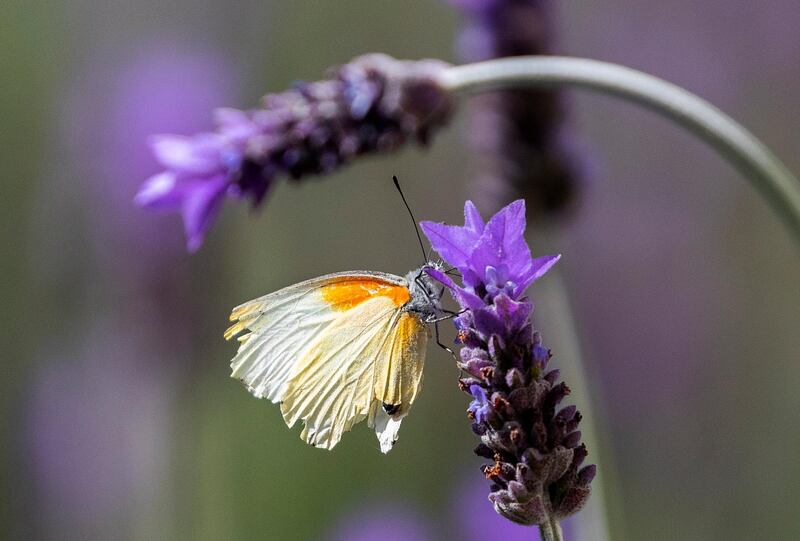 A butterfly lands on lavender flowers in Cape Town, South Africa.  EPA