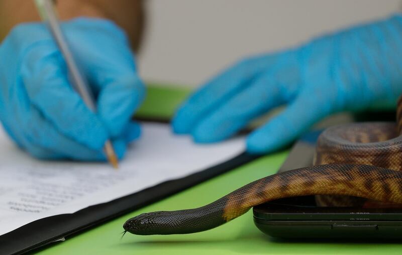 A young Black-headed python is weighed and recorded during the Zoo's annual weigh-in, in London.  AP