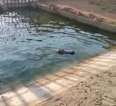 The crocodile back in the swimming pool at the farm it was stolen from. Photo: South African Police Service