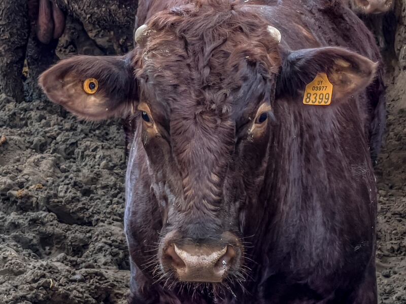 A cow goes to market in Gaza. EPA