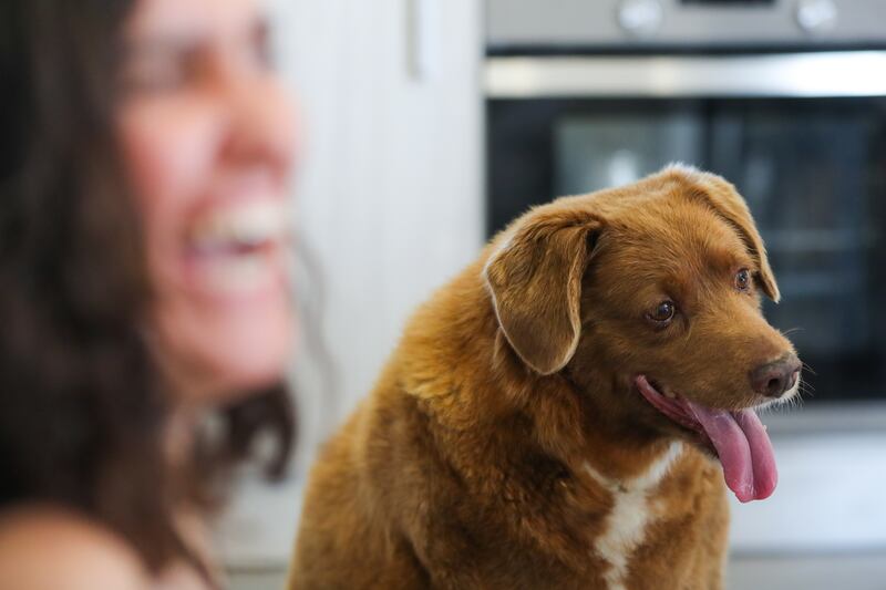 Bobi, the world's oldest dog on record, looks on during his birthday party, after turning 31, in the rural village of Conqueiros, central Portugal. EPA 