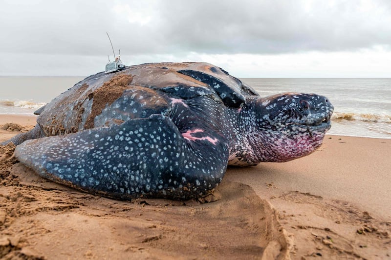 A leatherback sea turtle moves along the beach wearing an Argos transmitter set on its shell by Damien Chevallier, a researcher of the French National Centre for Scientific Research (CNRS) as part of a Greenpeace mission at the Awala-Yalimapo beach, on the north coast of French Guiana.  AFP