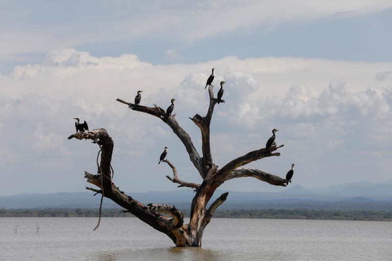 Cormorants sit on a tree submerged in lake Baringo, Kenya. Reuters