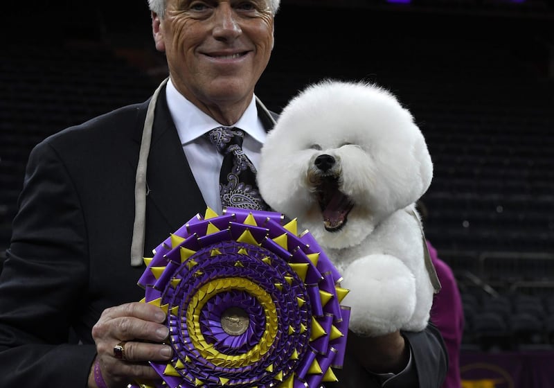 Flynn the Bichon Frise, with handler Bill McFadden, poses after winning 'Best in Show'. AFP