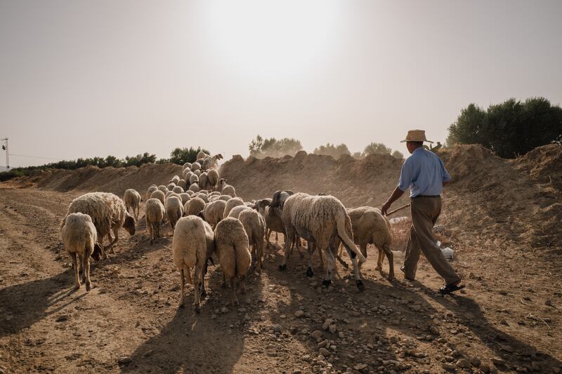 Naw, who has been tending sheep for more than 50 years in the region around Kairouan, Tunisia, wants to see opportunities for young people to stay in the area. Erin Clare Brown / The National