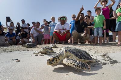 DUBAI, UNITED ARAB EMIRATES, 16 JUNE 2016. Hawksbill turtles make their way to the water after being released to mark World Sea Turtle Day on the beach of the Jumeirah Beach Hotel. Before their release the turtles were rehabilitated by the Dubai Turtle Rehabilitation Project (DTRP) which is based at the Burj Al Arab and Madinat Jumeirah hotels and is run in collaboration with Dubai’s Wildlife Protection Office. (Photo: Antonie Robertson/The National) ID: 91762. Journalist: Dana Moukhallati. Section: National. *** Local Caption ***  AR_1606_Turtle_Release-08.JPG