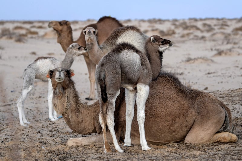A sitting camel surrounded by calves in the Tunisian desert, north of Tunisia's south-western Nefta oasis. AFP