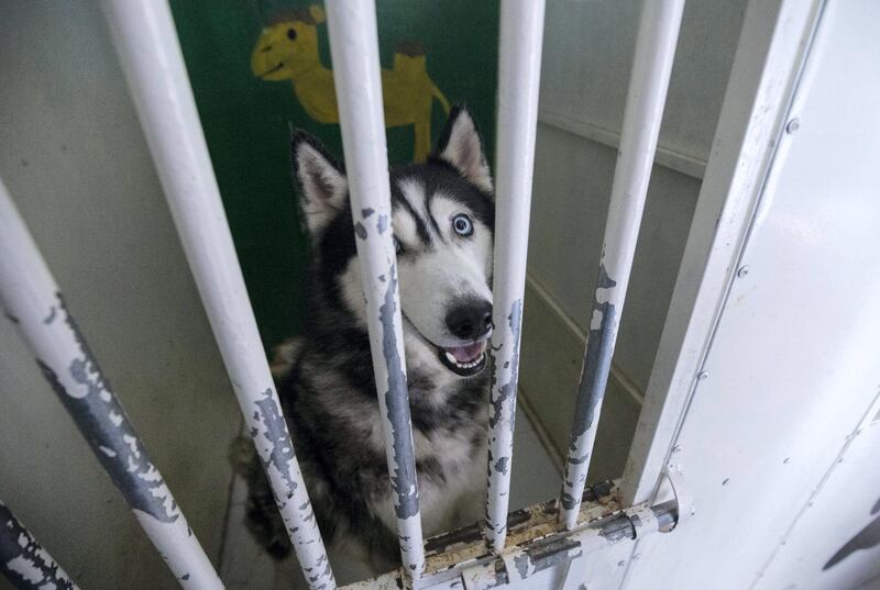 UMM ALQUWAIN, UNITED ARAB EMIRATES - One of the stray dogs at the Stray Dog Centre, Umm AL Quwain.  Ruel Pableo for The National for Evelyn Lau's story