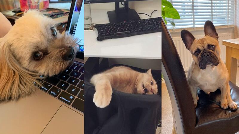 Many people around the world are now working remotely to help curb the spread of the virus: and so their pets are their new office mates. Photos: Twitter/Instagram (detailed below) 