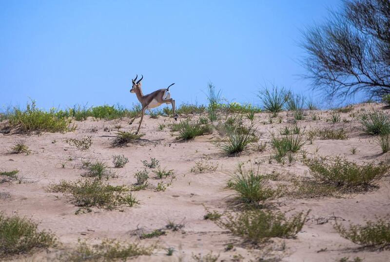 There are 300 Arabian Gazelle at the reserve.