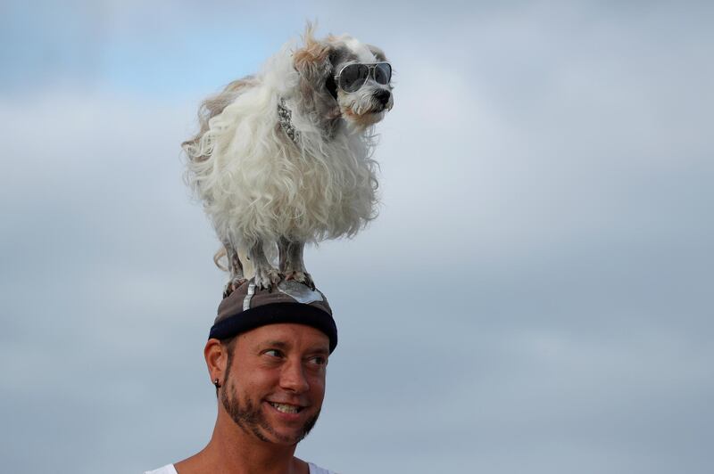 Prince Dudeman stands on Ryan Thor's head at the 14th annual Helen Woodward Animal Center "Surf-A-Thon". Reuters