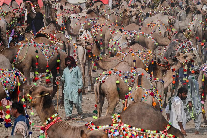 Sacrificial camels and vendors at a cattle market in Lahore, northern Pakistan, in the lead up to Eid Al Adha. AFP