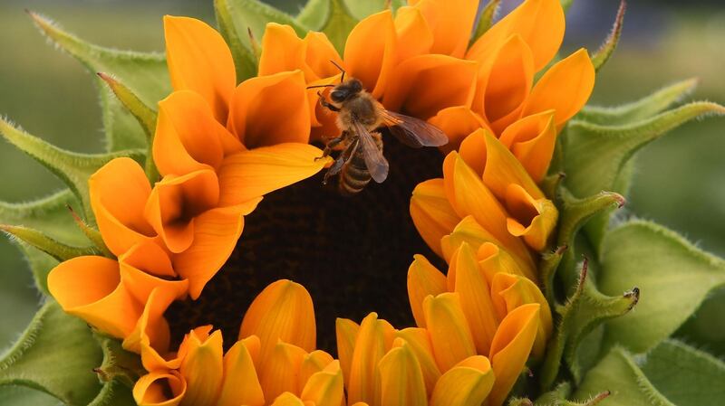 A bee rests on a sunflower near the Bavarian village of Puchheim, southern Germany.  AFP