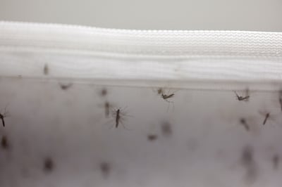 Mosquitos can lay eggs in the standing rainwater, prompting a surge in numbers in the aftermath of bad weather. Reuters