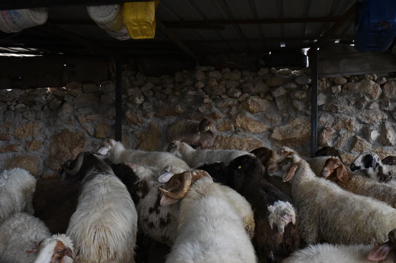 Lots of sheep live in the village. Here they are seen in a specially built enclosure.