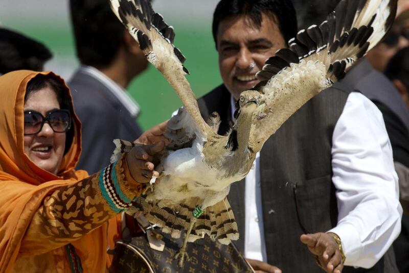 Asian Houbara bred in Abu Dhabi by the International Fund for Houbara Conservation are released in Lal Sohanra National Park in near Bahawal Pur, Pakistan on March 18, 2015. 600 Houbara, 250 chinkara Gazelle and 50 Black Buck were released through a partnership between the UAE and Pakistan governments.