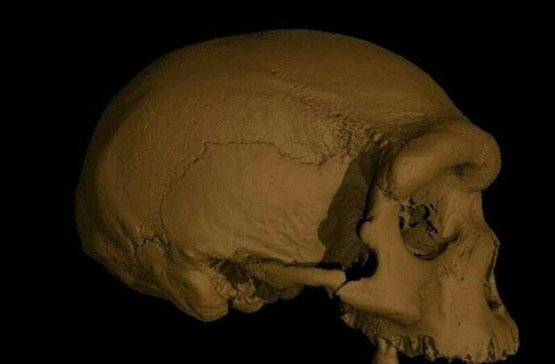 A handout screen grab obtained on June 25, 2021 from EurekAlert! shows a virtual reconstruction of the Harbin cranium.  Scientists announced Friday that a skull discovered in Northeast China represents a newly discovered human species they have named Homo longi or "Dragon Man," and the lineage may replace Neanderthals as our closest relatives. - RESTRICTED TO EDITORIAL USE - MANDATORY CREDIT "AFP PHOTO /BYLINE " - NO MARKETING - NO ADVERTISING CAMPAIGNS - DISTRIBUTED AS A SERVICE TO CLIENTS
 / AFP / EUREKALERT! / Xijun Ni / RESTRICTED TO EDITORIAL USE - MANDATORY CREDIT "AFP PHOTO /BYLINE " - NO MARKETING - NO ADVERTISING CAMPAIGNS - DISTRIBUTED AS A SERVICE TO CLIENTS
