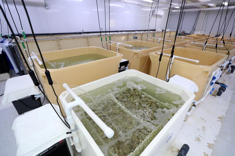 Fujairah, United Arab Emirates - Reporter: Kelly Clark. News. The depuration and packing rooms at the land processing area. Visit to the Dibba Bay Oysters farm in Fujairah. Dibba, Fujairah. Wednesday, January 13th, 2021. Chris Whiteoak / The National