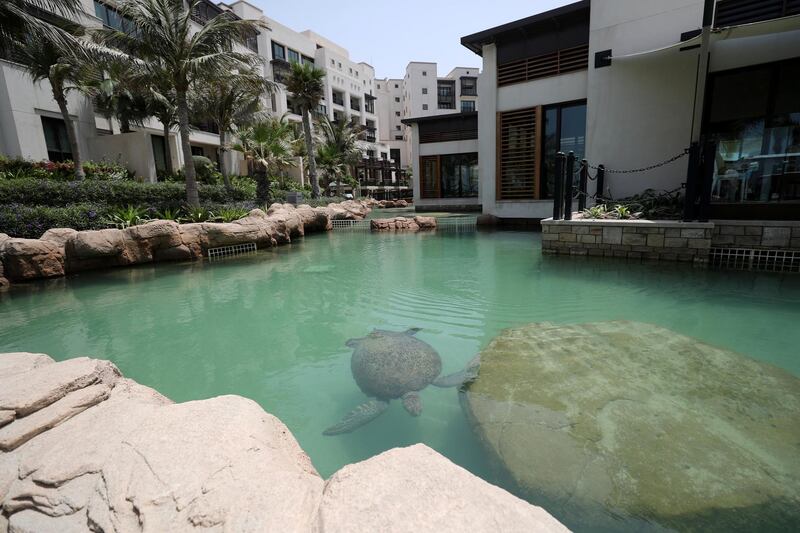 Dubai, United Arab Emirates - April 18th, 2018: Photo project. The Dubai turtle rehabilitation project. The turtles swim in the manmade lagoon. Wednesday, April 18th, 2018 at Jumeirah Al Naseem, Dubai. Chris Whiteoak / The National