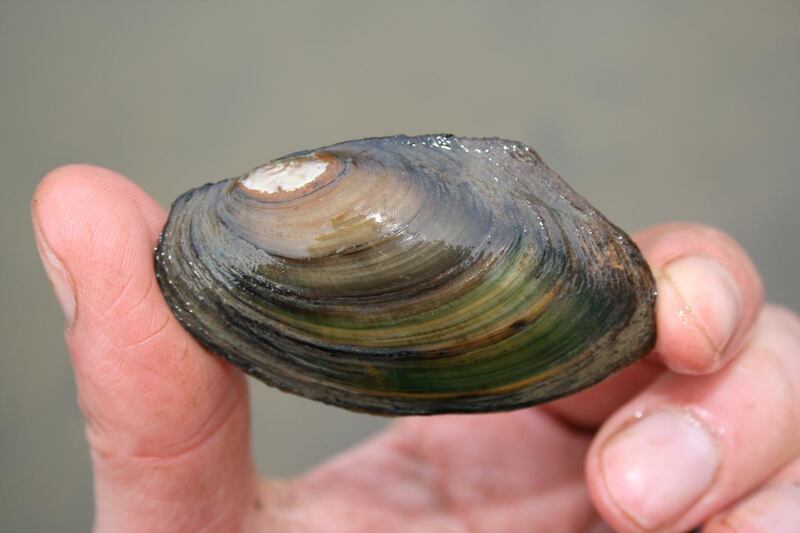 Mussels are some of the at-risk species which could be affected.