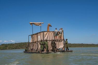 Lbarnoti, a Rothschild giraffe, was ferried by conservationists to safety across the crocodile-infested waters of Lake Baringo. Courtesy Save Giraffes Now