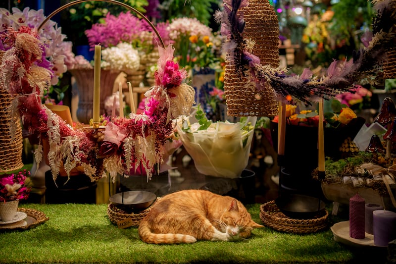 Misu the cat enjoys a nap in an air-conditioned flower shop on a hot evening in Bucharest, Romania. AP Photo 