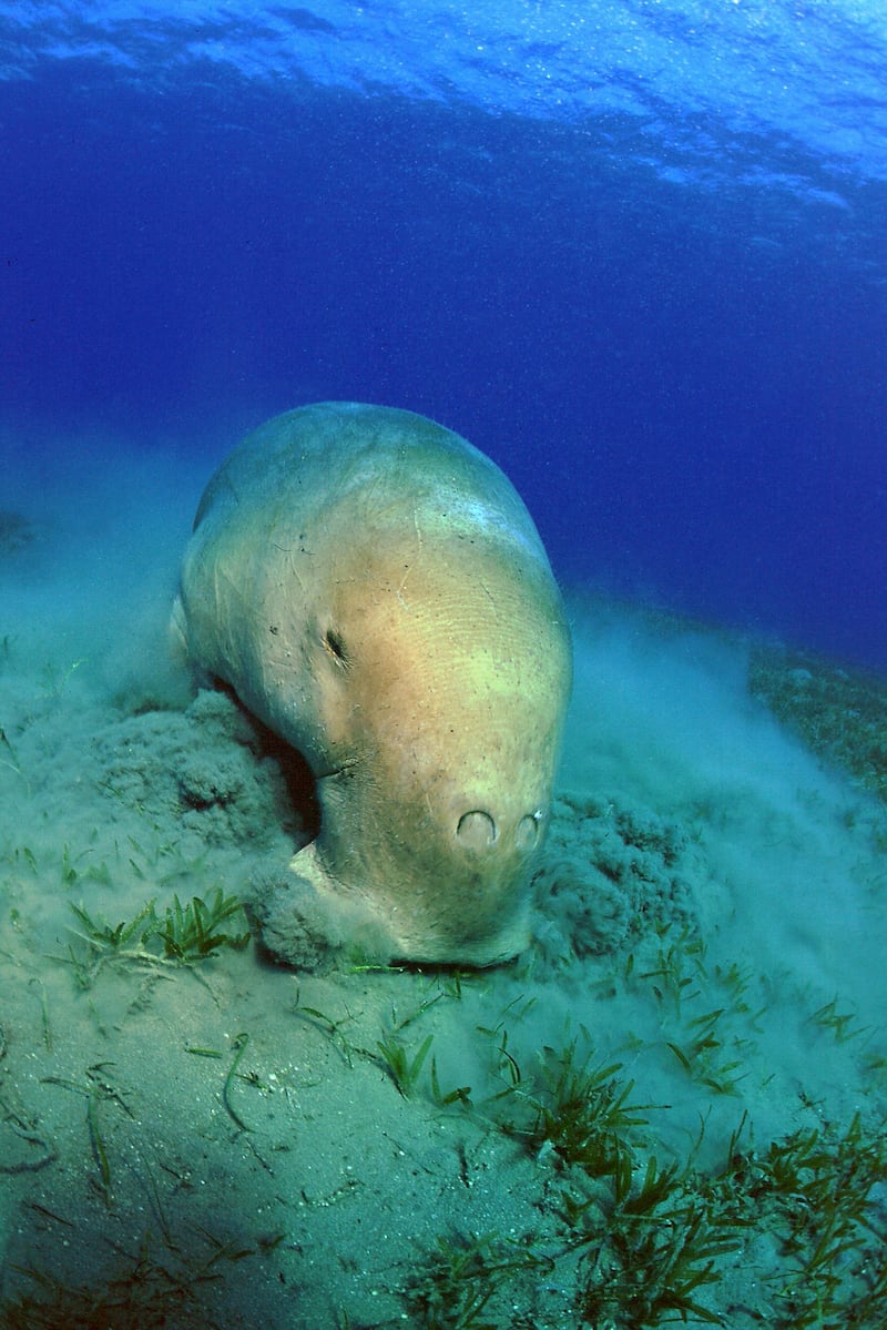 The dugong has been hunted for thousands of years and its population is fragmented and threatened as a result. PA