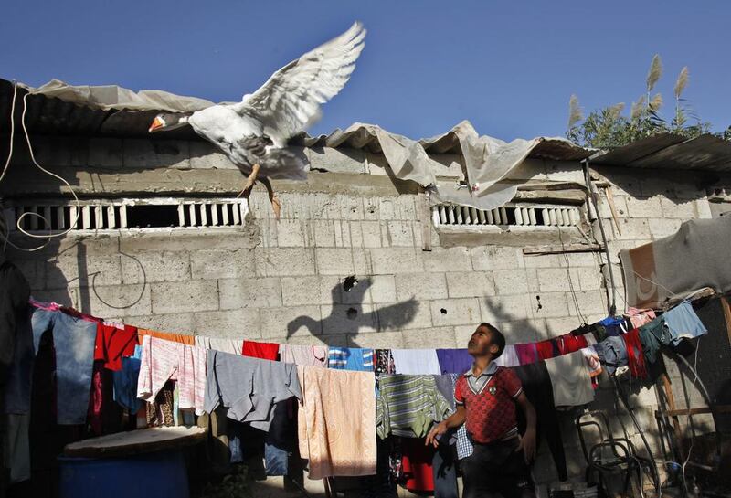 Rafah Alwadiya, 13, throws a goose in the air at his family house. The home consists of a kitchen, several small bedrooms and an empty space devoted to cages full of pigeons and other birds. Adel Hana / AP

