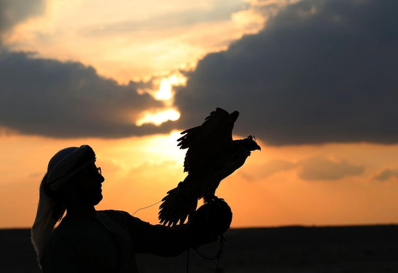 An Emirati falconer releases a hunting falcon.