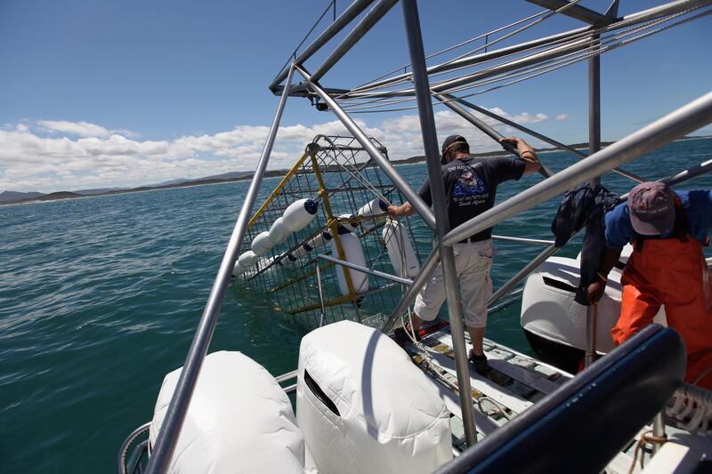 GANSBAAI, SOUTH AFRICA - OCTOBER 18:  A shark diving cage is lowered into the water on October 18, 2009 in Gansbaai, South Africa. The waters off Gansbaai are the best place in the world to see Great White Sharks, due to the abundance of prey such as seals and penguins which live and breed on Dyer Island, which lies 8km from the mainland.  (Photo by Dan Kitwood/Getty Images)