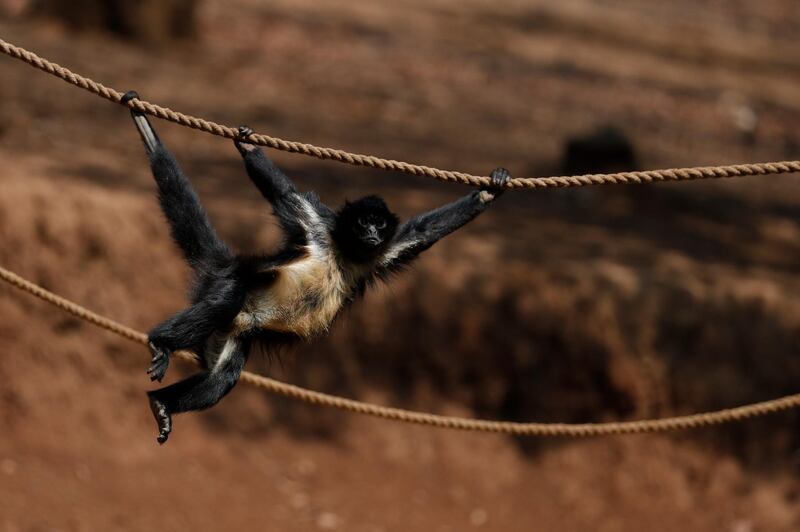A spider monkey swings on ropes atop its island enclosure, at Bioparque Estrella in Chapa de Mota, Mexico State, Mexico. After having had to close its doors last month due to the coronavirus pandemic, the theme and safari park has begun selling half-price advance tickets online to raise money to feed its more than 2000 animals. AP