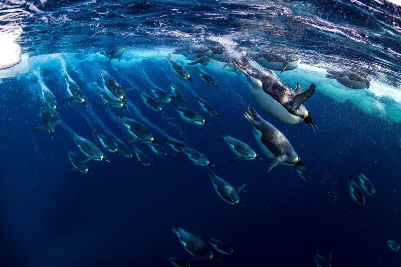 Emperor penguins (Aptenodytes forsteri) diving, Ross Sea, Antarctica. 
Picture taken from the Mario Zuchelli Base.