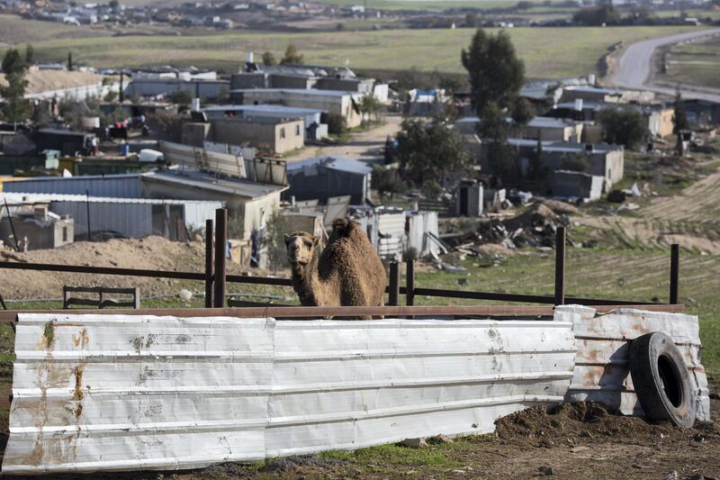 A female camel that just lost a newborn in the unrecognized village of al-Poraa near the city of Arad in the Negev Desert on February 2,2018. They are amongst the thousands of Bedouins living an area in which there is a plan being discussed to build a giant phosphate mine which they fear could not only risk their health but force them to be evicted from where they have lived for generations .(Photo by Heidi Levine for The National).
