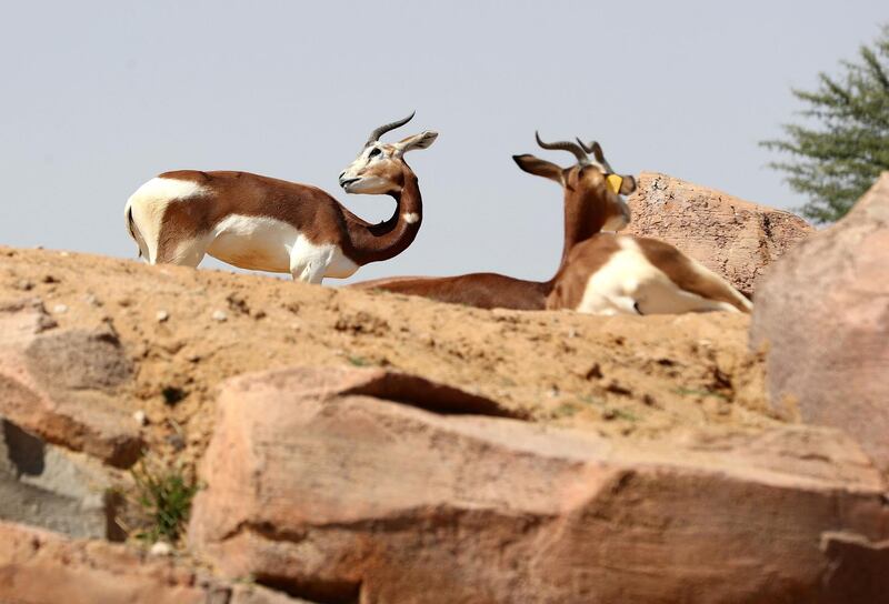 Al Ain, United Arab Emirates - March 08, 2020: Mhorr gazelle. New artificial intelligence is being used on three species of animals at Al Ain Zoo to monitor their health etc and improve sharing on information globally on endangered species. Sunday, March 8th, 2017 at Al Ain Zoo, Al Ain. Chris Whiteoak / The National