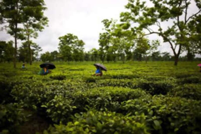 Labourers pick the tea at the Belgachi tea garden in Naxalbari, West Bengal.