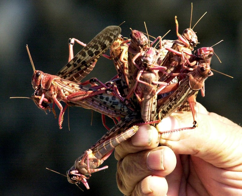 A farmer holds up a handful of locusts that descended on a field north of Beirut. Reuters, file
