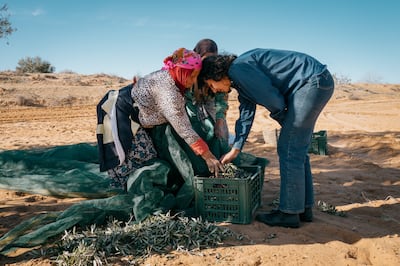 Ms Ben Romdane inspects a crate of olives. The fruit is pressed the same day it is harvested to preserve its flavor. Erin Clare Brown / The National