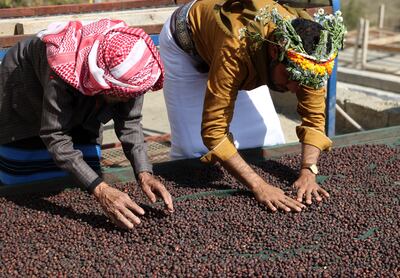 Farah Al Malki, 90, and his son Ahmed, 42, work at a coffee farm in Jizan, south-western Saudi Arabia. AFP