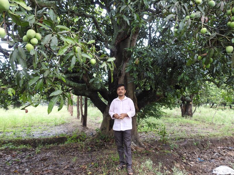 Syed Ghani Khan grows about 119 varieties of mango, many of which are unique to his orchard, located in the South Indian state of Karnataka. 
Photo: Bindu Gopal Rao