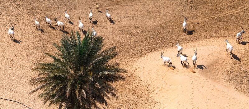 The Arabian oryx has been brought back from the brink of extinction, thanks to several projects in the UAE. Courtesy, Environment Agency - Abu Dhabi