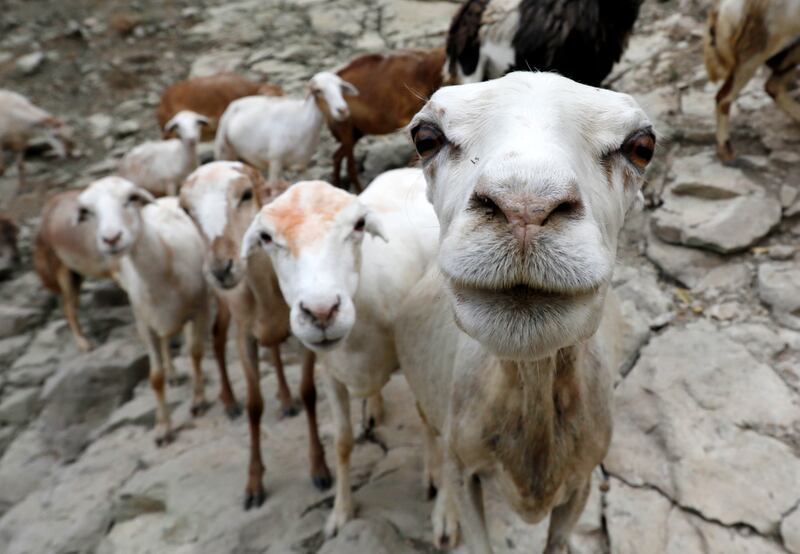 A flock of sheep and goats is led by shepherds to pasture in a mountain village on the outskirts of Sana'a, Yemen. EPA 