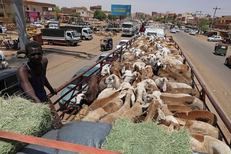 A truck carrying livestock arrives to a market in Khartoum, Sudan. AP Photo