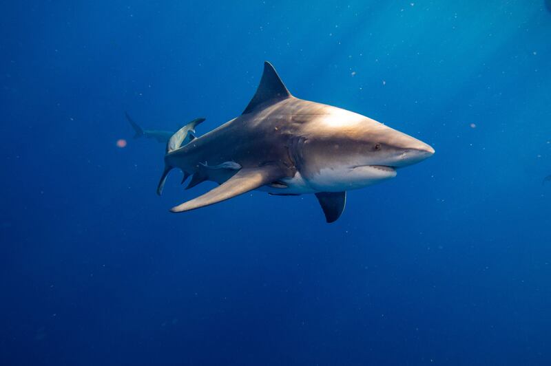 A bull sharks swims near the Florida coast. The family of a woman killed in the Bahamas said a bull shark was responsible for her death. AFP