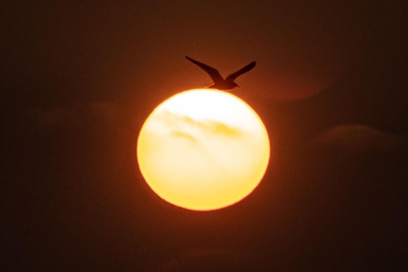 The sun sets as a bird flies, in Saint-Brevin-les-Pins.  AFP