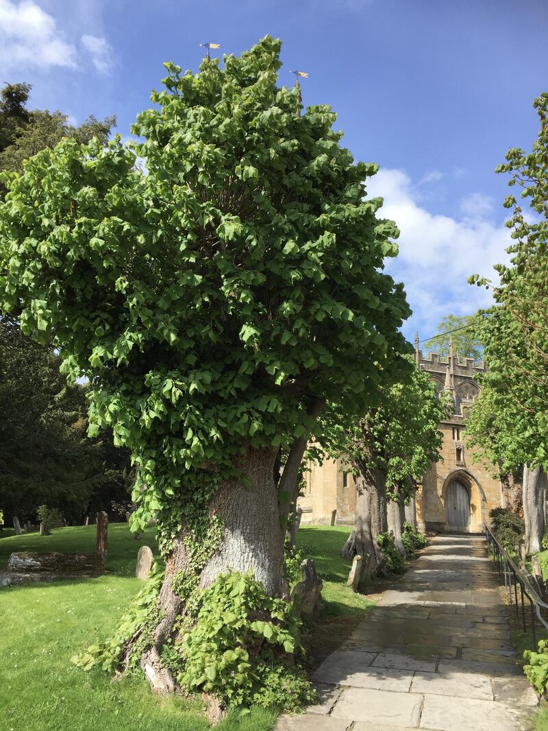 The 12 Apostles' Lime, Chipping Camden, Gloucestershire.