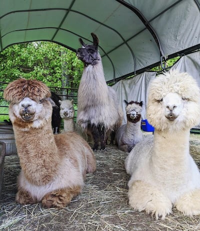 Meet therapy llamas living in Portland. Courtesy Airbnb
