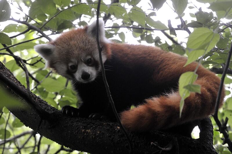 Bendeguz, a one-year-old male red panda climbs a tree in their enclosure at the Budapest Zoo.  EPA