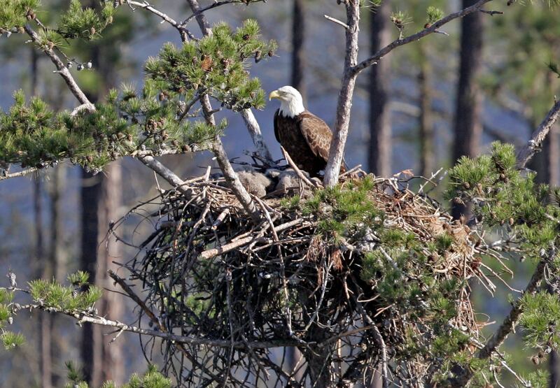 A bald eagle sits on a nest overlooking Lake Oconee near Greensboro, Georgia. AP