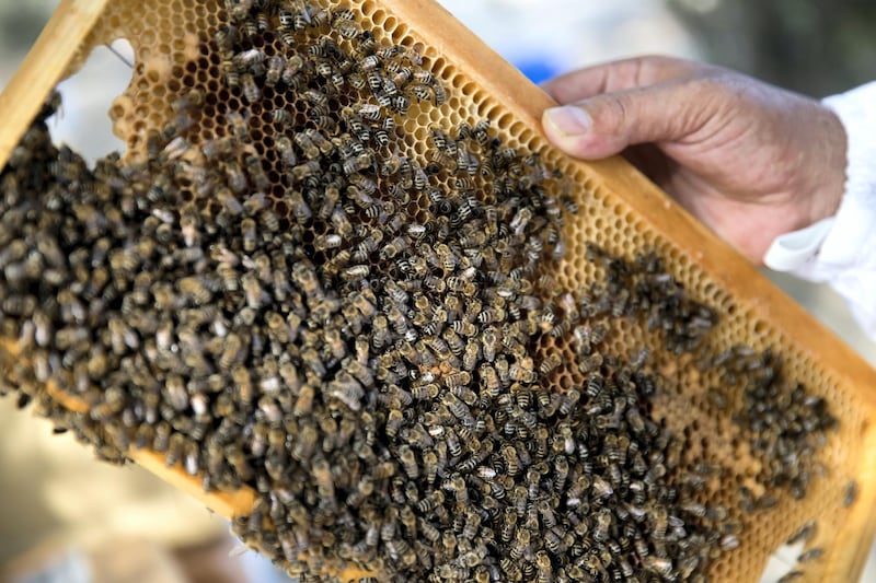 Abu Dhabi, United Arab Emirates - September 25th, 2017: Workers at the apiary check on the bees in the hives. Al Najeh Honey Sale. Monday, September 25th, 2017 at near Al Samha, Abu Dhabi. 